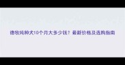 德牧纯种犬10个月大多少钱最新价格及选购指南