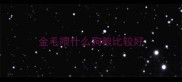 金毛喂什么狗粮比较好