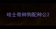 哈士奇种狗配种公