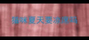 猫咪夏天要凉席吗