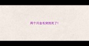 两个月金毛突然死了