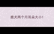 鹿犬两个月耳朵大小