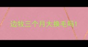 边牧三个月大换毛吗