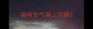 猫咪生气身上烫嘛