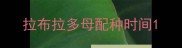 拉布拉多母配种时间