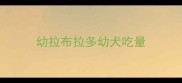 幼拉布拉多幼犬吃量