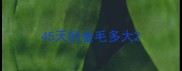 45天的金毛多大