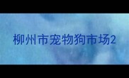 柳州市宠物狗市场