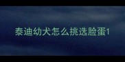 泰迪幼犬怎么挑选脸蛋