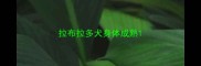 拉布拉多犬身体成熟