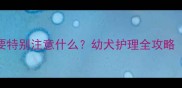 哈士奇7个月大需要特别注意什么幼犬护理全攻略附成长时间表