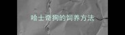 哈士奇狗的饲养方法