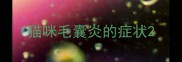 猫咪毛囊炎的症状