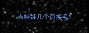 吉娃娃几个月换毛