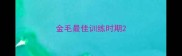 金毛最佳训练时期