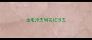 金毛掉皮屑发红很丑