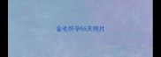 金毛怀孕55天照片