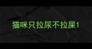 猫咪只拉尿不拉屎