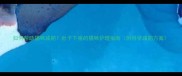 如何帮助猫咪减肥肚子下垂的猫咪护理指南附科学减肥方案