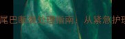 边境牧羊犬幼犬尾巴断裂处理指南从紧急护理到康复训练全