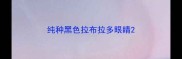 纯种黑色拉布拉多眼睛
