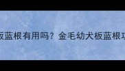 幼犬金毛吃板蓝根有用吗金毛幼犬板蓝根功效与禁忌全