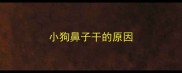 小狗鼻子干的原因