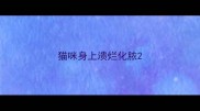 猫咪身上溃烂化脓