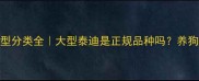 泰迪犬体型分类全大型泰迪是正规品种吗养狗必看干货