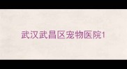 武汉武昌区宠物医院
