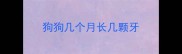 狗狗几个月长几颗牙