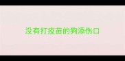 没有打疫苗的狗添伤口