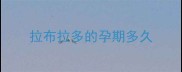 拉布拉多的孕期多久