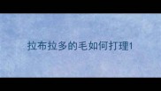 拉布拉多的毛如何打理
