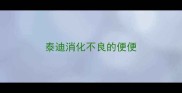 泰迪消化不良的便便
