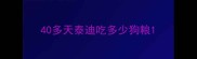 40多天泰迪吃多少狗粮