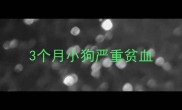 3个月小狗严重贫血
