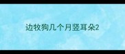 边牧狗几个月竖耳朵