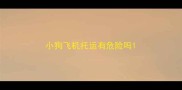 小狗飞机托运有危险吗