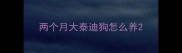两个月大泰迪狗怎么养