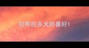 拉布拉多犬的喜好