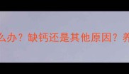 金毛飞耳怎么办缺钙还是其他原因养狗人必看全