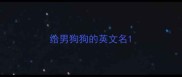 给男狗狗的英文名