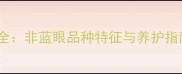 哈士奇眼睛颜色全非蓝眼品种特征与养护指南附对比图