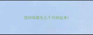 雪纳瑞眉毛几个月拱起来