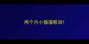 两个月小猫溜眼泪