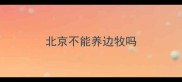 北京不能养边牧吗