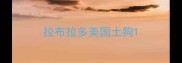拉布拉多美国土狗