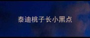 泰迪桃子长小黑点