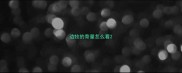 边牧的骨量怎么看